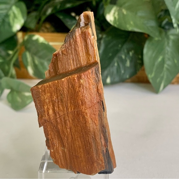Red Petrified Wood Limb Orange Black Rough Display Specimen 3.3"x1.75" 142g 5oz - Picture 7 of 15